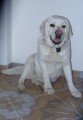 Našela se v Jeseníkách fenka labradora Našela se v Jeseníkách fenka labradora
