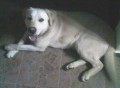 Nález labrador - Řevničov, o. Rakovník Nález labrador - Řevničov, o. Rakovník