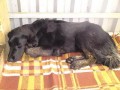 nález psa, Horňátky - Neratovice nález psa, Horňátky - Neratovice