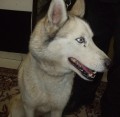 Sibi�sk� Husky s jizvou u oka - Doma�licko, Klatovy