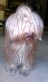 Bearded kolei Bearded kolei