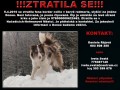 ZTRATILA SE FENA BORDER KOLIE ZTRATILA SE FENA BORDER KOLIE