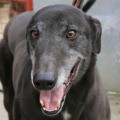 Ztratil se �ern� greyhound Samson