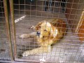 Retriver Retriver