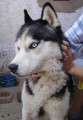 Našel se Siberian Husky Našel se Siberian Husky