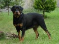 fena rotvajlera - Komařice fena rotvajlera - Komařice
