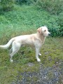 Labrador Labrador