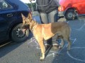 Malinois Malinois