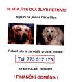 Ztratili se 2 zlatí retvívři Ztratili se 2 zlatí retvívři