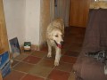 nalezena fena retrievera nalezena fena retrievera