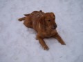 Labradorka Labradorka