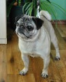 Mops Mops