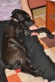 Našla se fena pitbulla Našla se fena pitbulla