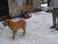 Retrívr, labrador???? Retrívr, labrador????