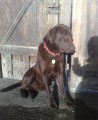 Labrador Labrador