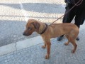 Nalezen Rhod�sk� Ridgeback