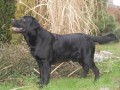 NAB9DKA kRYTÍ-LABRADORSKÝ RETRIEVER s PP NAB9DKA kRYTÍ-LABRADORSKÝ RETRIEVER s PP