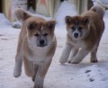 Prodám štěňata akita-inu Prodám štěňata akita-inu