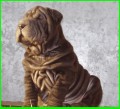 ŠARPEJ/SHAR-PEI/ 2 MĚS.PSÍK IBAX CHUDOBKA ŠARPEJ/SHAR-PEI/ 2 MĚS.PSÍK IBAX CHUDOBKA