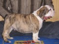Anglick� bulldog-psik s PP