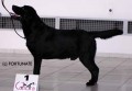 LABRADORSKÝ RETRÍVR -nabídka krytí  LABRADORSKÝ RETRÍVR -nabídka krytí