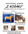 Shar-Pei / Šarpej s PP Shar-Pei / Šarpej s PP