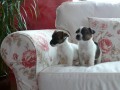Jack Russel Teri�r 