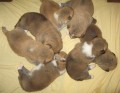 Akita inu - zadáme štěňátka Akita inu - zadáme štěňátka