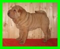 ŠARPEJ /SHAR-PEI/ z CHUDOBKA ŠARPEJ /SHAR-PEI/ z CHUDOBKA