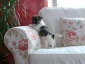 Jack Russel Teri�r 