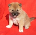Shiba Inu