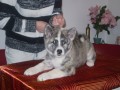 Akita inu s PP Akita inu s PP