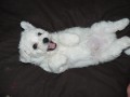BICHON FRISE, štěnátka ODBĚR 11.4.  BICHON FRISE, štěnátka ODBĚR 11.4.