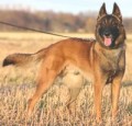 Belgick� ov��k - Malinois