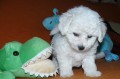 BICHON FRISE, JIŽ K ODBĚRU - VOLNÍ 2 PEJSCI! BICHON FRISE, JIŽ K ODBĚRU - VOLNÍ 2 PEJSCI!