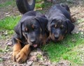  BEAUCERON - Francouzsk� ov��k