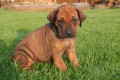 Rhod�zsk� ridgeback