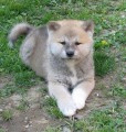 Akita inu štěňátka Akita inu štěňátka