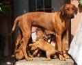 Ridgeback-�t���tka