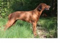 rhodesky ridgeback- �t�n�