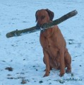 rhodesky ridgeback- �t�n�
