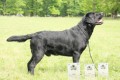 NABÍDKA KRYTÍ-LABRADORSKÝ RETRIEVER s PP NABÍDKA KRYTÍ-LABRADORSKÝ RETRIEVER s PP