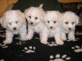 Bichon Frisé Bišonek Bichon Frisé Bišonek