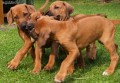 RHOD�SK� RIDGEBACK