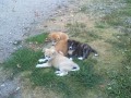 akita inu štěňata akita inu štěňata