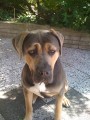 Prod�m Cane Corso s PP