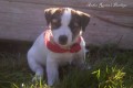 �t�natka JACK RUSSELL TERRIER s PP