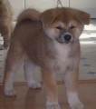 Akita inu Akita inu