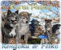 Akita Inu s PP Akita Inu s PP