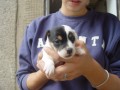 JRT jack russel terier prod�m